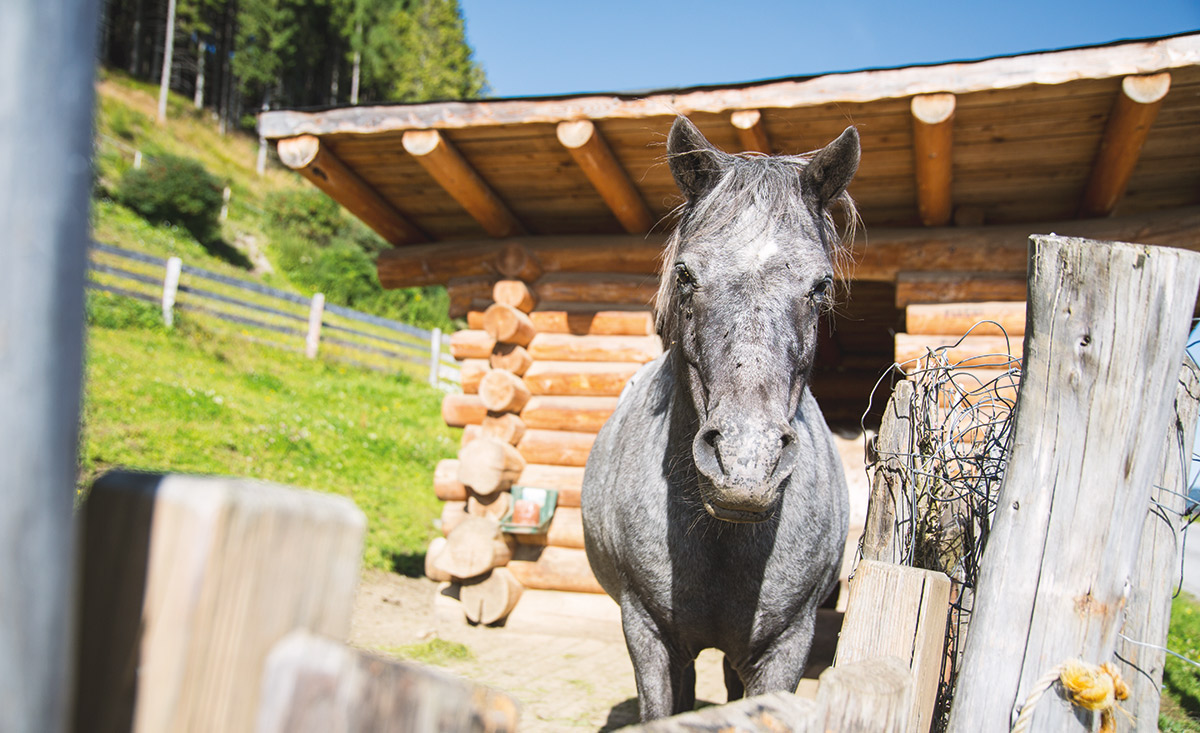 Streichelzoo und Ponys Almdorf Reiteralm